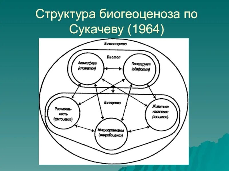 Компоненты рисунка. Модель биогеоценоза Сукачева. Схема биогеоценоза по Сукачеву. Структура биогеоценоза по Сукачёву. Схема структурных компонентов биогеоценоза по Сукачеву.