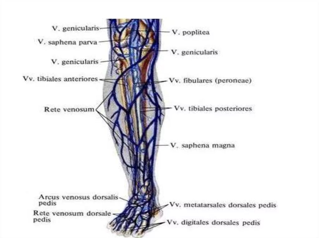 Vena saphena. Топографическая анатомия Вена саыена магма.