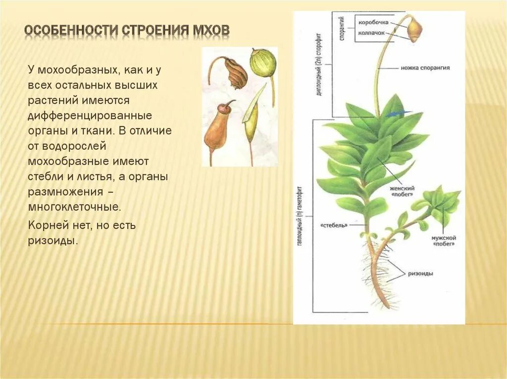 Сходство строения мха и строения водорослей. Особенности строения моховидных. Особенности строения мхов. Внутреннее строение мхов. Особенности строения водорослей Моховидные.