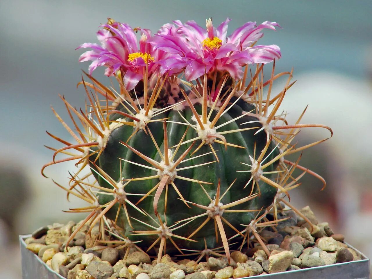 Ферокактус Форда (Ferocactus fordii). Ферокактус (Ferocactus emoryi).. Ферокактус прямоколючковый. Ферокактус Херрера. Фото кактуса преподаватель