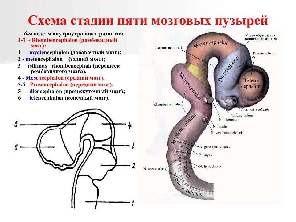 3 пузыря мозга. Отделы мозга на стадии 5 пузырей. Схема стадии 5 мозговых пузырей. Стадия 3 и 5 мозговых пузырей. Схему развития головного мозга человека.