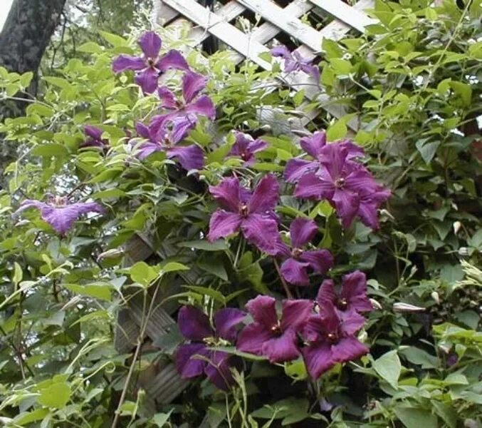 Морозостойкость клематиса