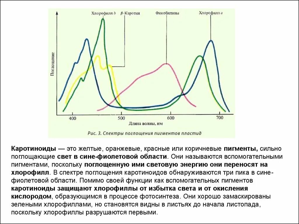 Спектры поглощения хлорофилла. График спектра поглощения хлорофилла. Спектр поглощения хлорофилла график. Спектры поглощения хлорофилла а и б. Хлорофиллы поглощают свет
