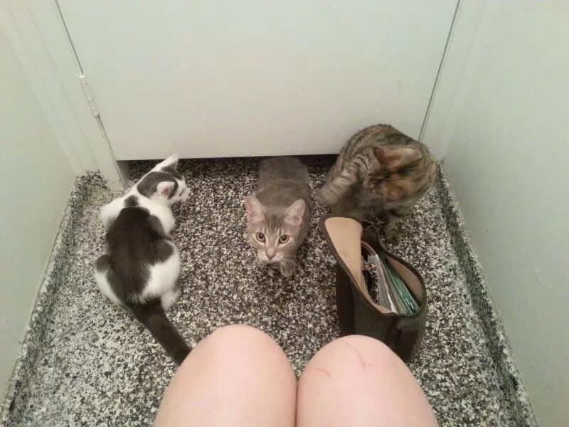 Стоит ли заводить кошку. Завести кошку. заведи кошку. завести кота в квартире. завести кота или кошку.