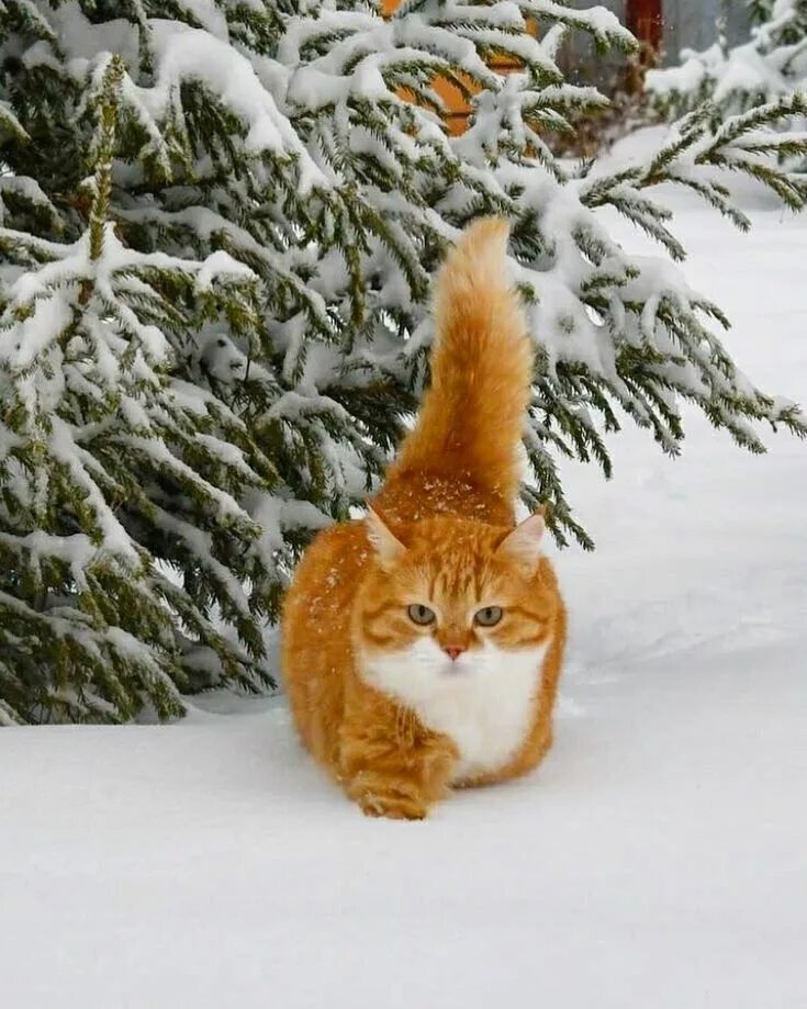 Кот зимним утром. Снежное утро. рыжий кот в снегу. зимнее утро кот. доброе снежное утро кот.