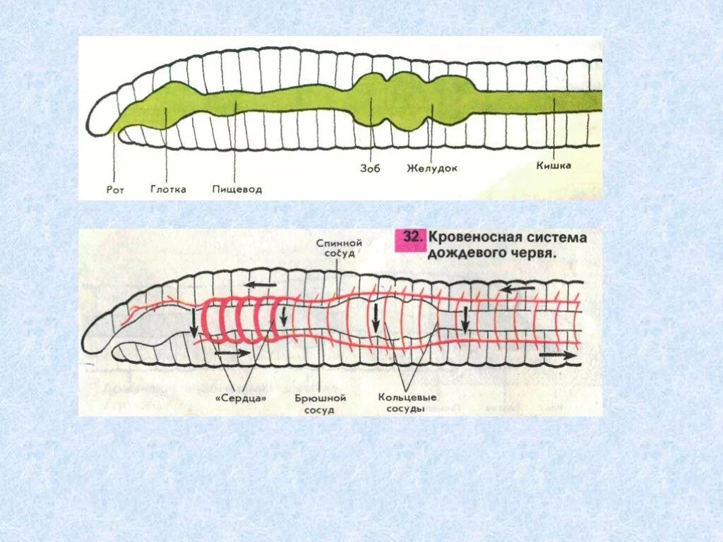 Кольчатые черви строение. Кровеносная система дождевого червя. Строение дождевого червя. Внешнее строение дождевого червя. Контрольная по биологии черви