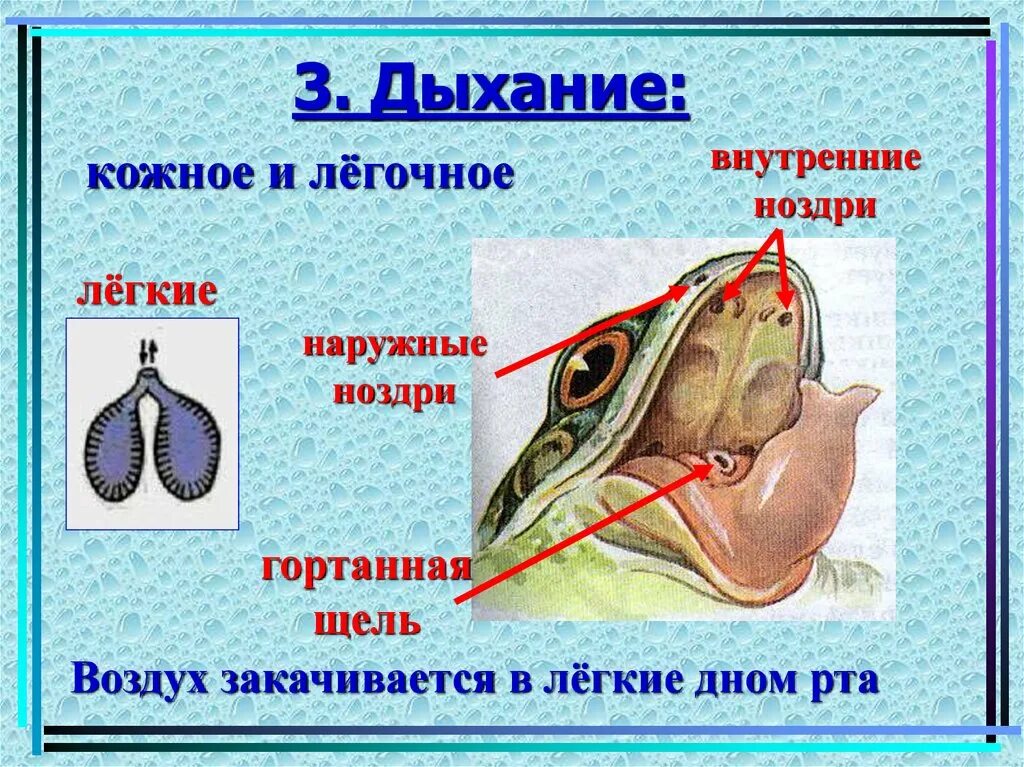 Дыхание лягушки в воде. Строение дыхательной системы лягушки. Строение органов дыхания земноводных. Строение дыхательной системы земноводных. Внутреннее строение лягушки дыхательная система.