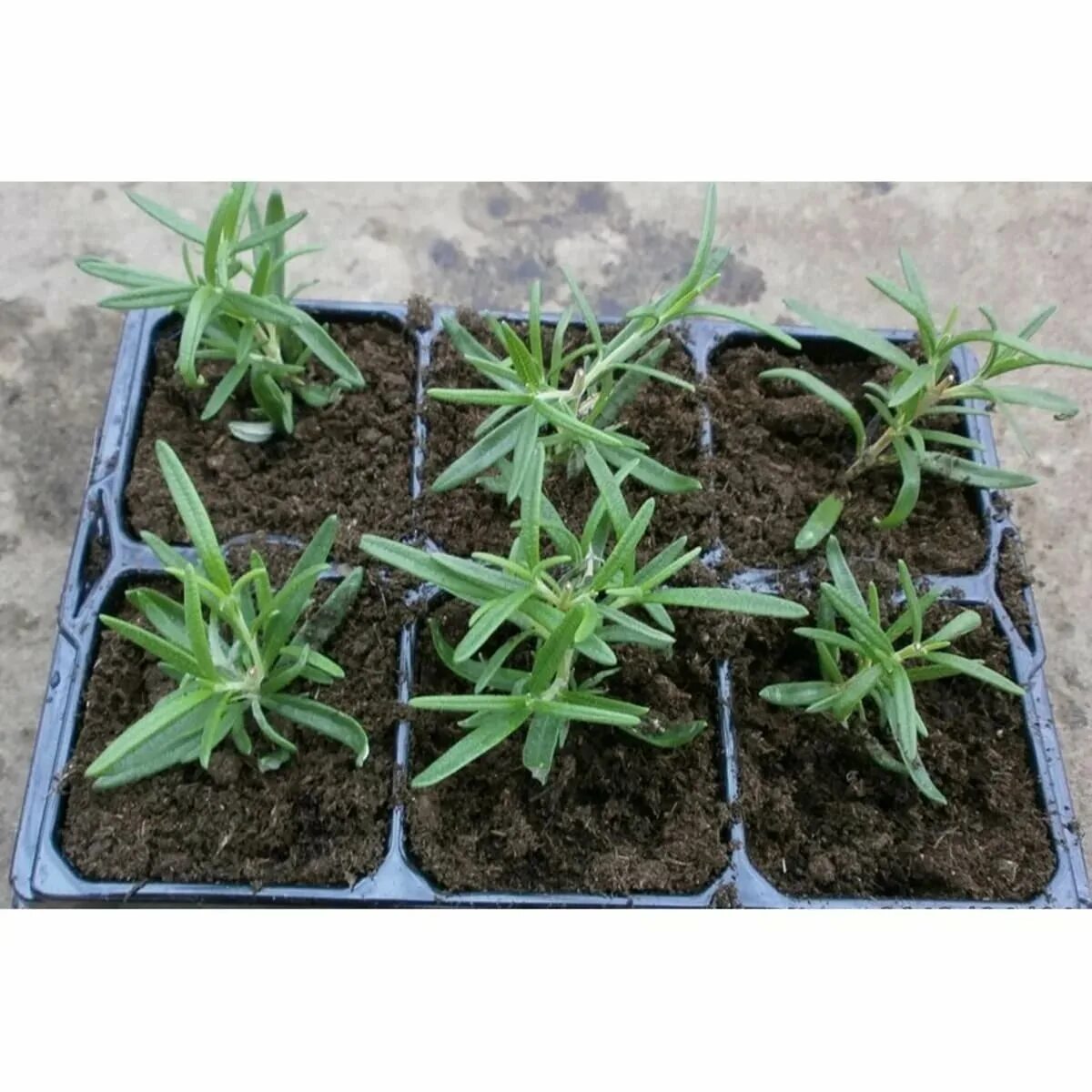 Всходы розмарина. Розмарин сколько всходит. Розмарин ростки всходы. Розмарин ростки всходы. Розмарин сколько всходит.