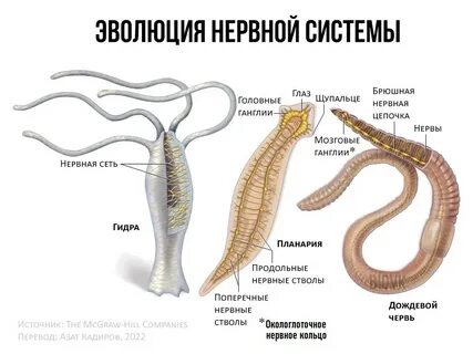 Лестничные черви