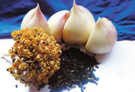 Лук чеснок размножение