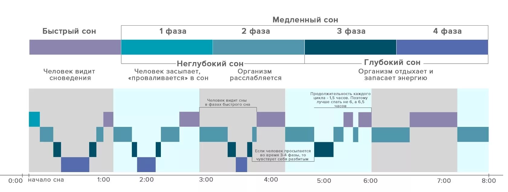 Фазы сна диаграмма. Структура сна фазы медленного и быстрого сна. Фазы быстрого и медленного сна таблица. Фазы сна человека диаграмма. Цикл пробуждение