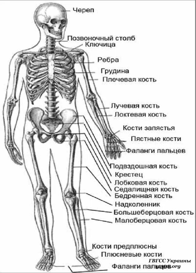 Скелет человека с названием костей и суставов