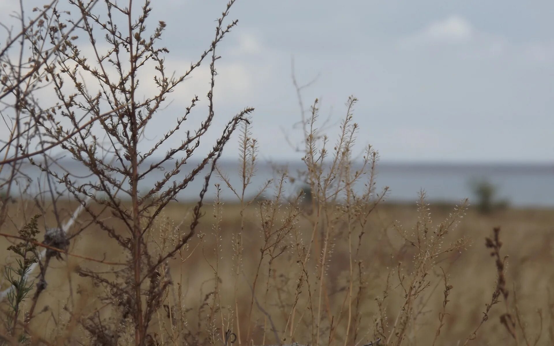 Высохли кусты. Полевые кусты. Кустарник без листьев. Жимолость куст ивы. Осенний куст.