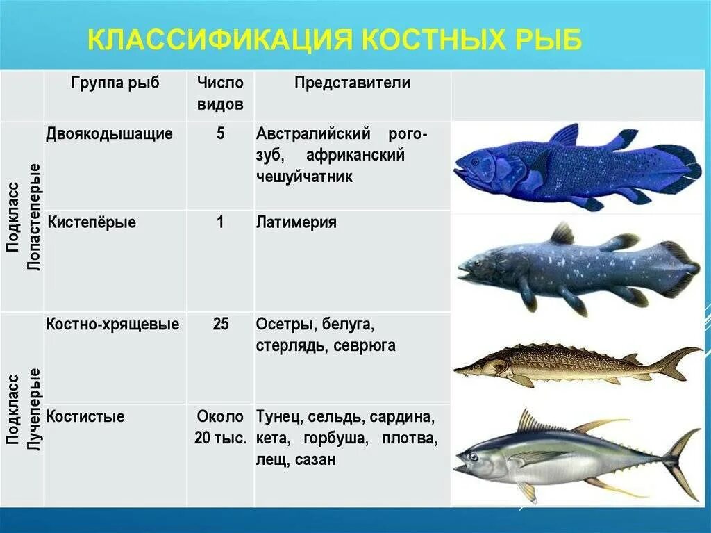 Костных рыб отряды костных таблица. Хрящевые рыбы классификация представители. Класс костные рыбы подклассы. Семейства костных рыб таблица. Впр биология рыбы