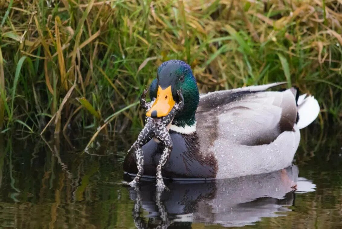 Утиная семейка. Утка поиск. Утка с боку. Утки балашихи. Водоплавающие птицы: утка кряква, гуси.