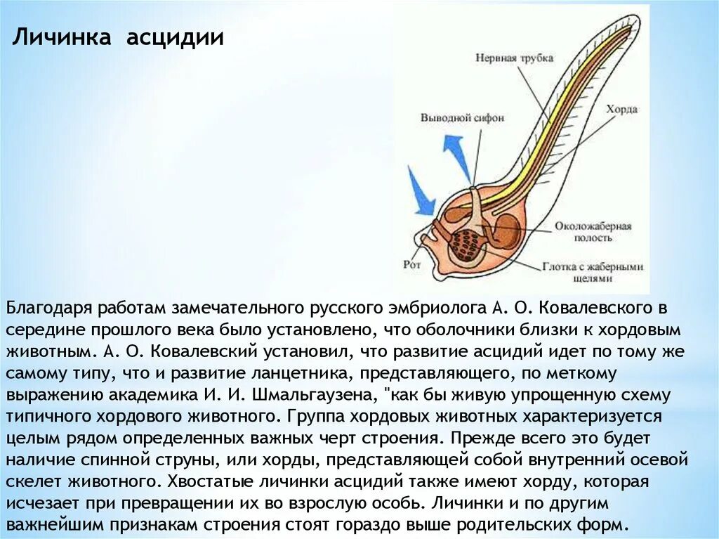 Оболочники строение личинки. Правильное строение личинки асцидии. Схема внутреннего строения асцидии. Схема строения личинки асцидии.