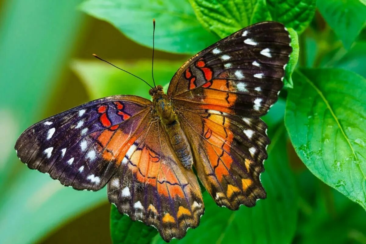 Покажи видео бабочек. Горгеус бабочка. Бабочка крапчатый Арлекин. Эпикопея бабочка. Бабочка Янтарница.