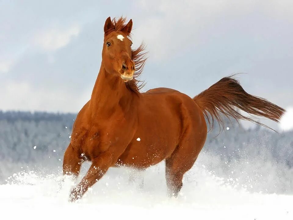 Рыжая лошадь. Рыжая кобыла. Красивая рыжая лошадь. Бегущая рыжая лошадь. Рыже черная лошадь