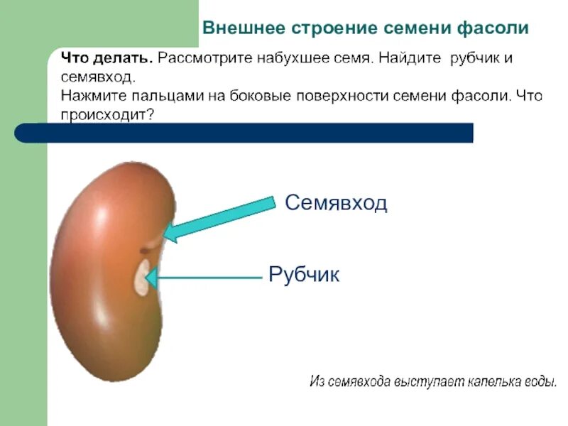 Лабораторная работа биология 6 класс фасоль. Лабораторная работа изучение строения семени фасоли. Семя его строениерубчик СЕМЯВЫХОД. Рубчик семени фасоли. Вывод лабораторной работы по биологии 6 класс строение семени фасоли.