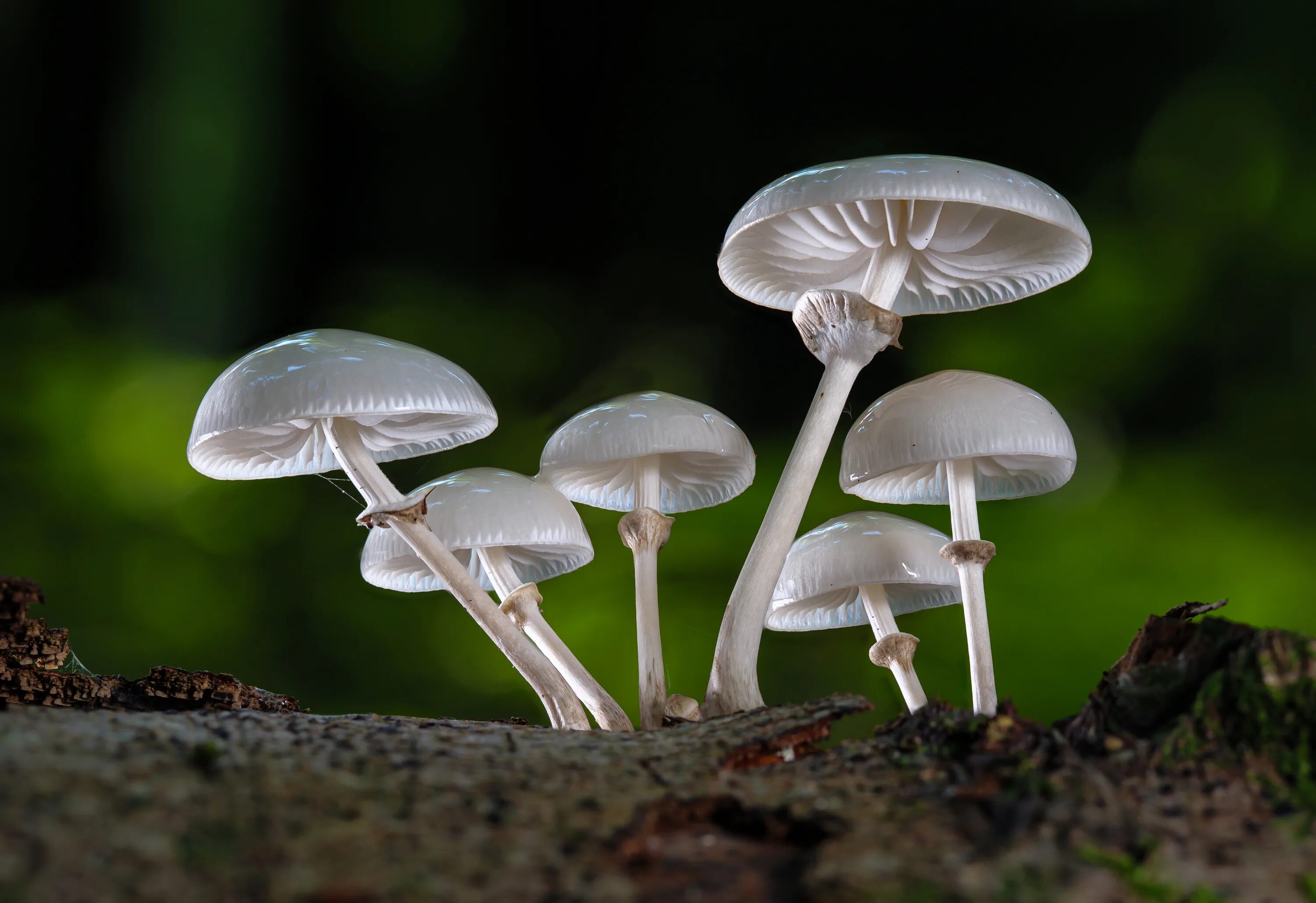 Какие белые поганки. Бледная поганка гриб. Бледная поганка (Amanita phalloides). Белая поганка гриб. Бледная погоганка гриб.