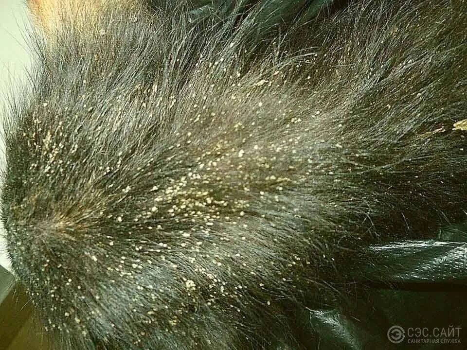 даже старые серыми лишаями покрытые