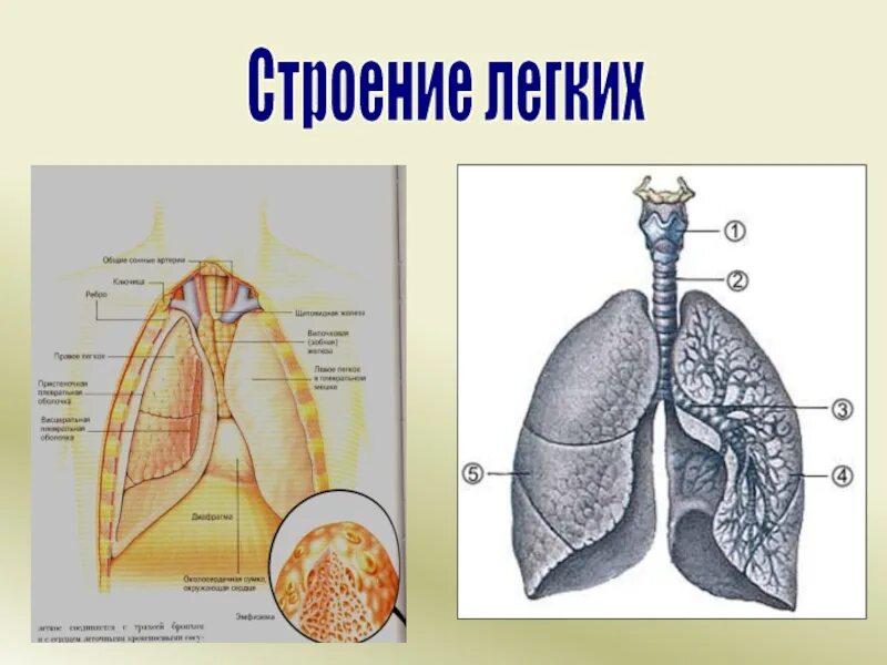 Легкие человека конспект. Сттроенип лёгких. Лёгкие строение. Легкие анатомия. Строение лёгких человека.