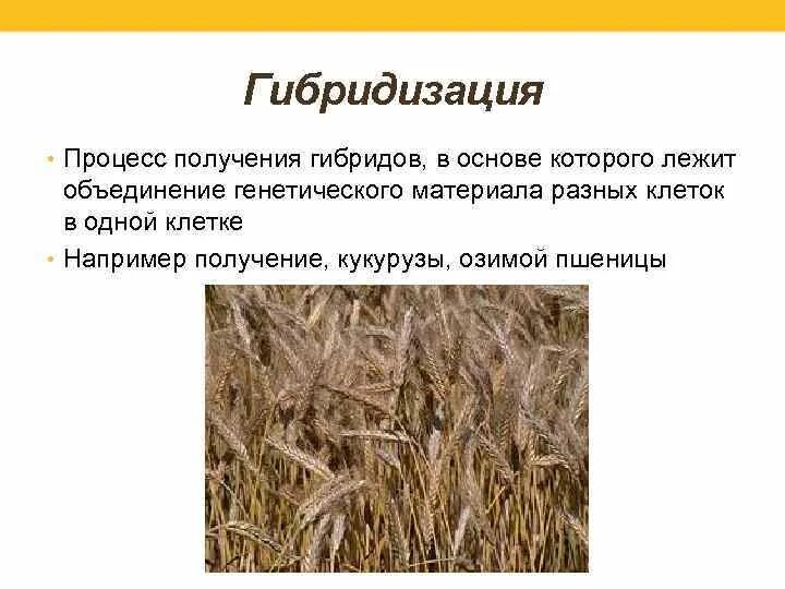 Пшеничнопырейный гибрнид. Гибридизация пшеницы. Отдаленная гибридизация растений. Гибридизация пшеницы. Исходный материал в селекции растений это.