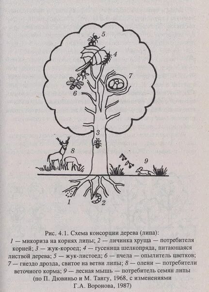 Липа дерево корни. Схему консорции (по: Мазинг,1966). Схема консорции дерева липа. Схема консорции дуба черешчатого. Схема строения консорции.