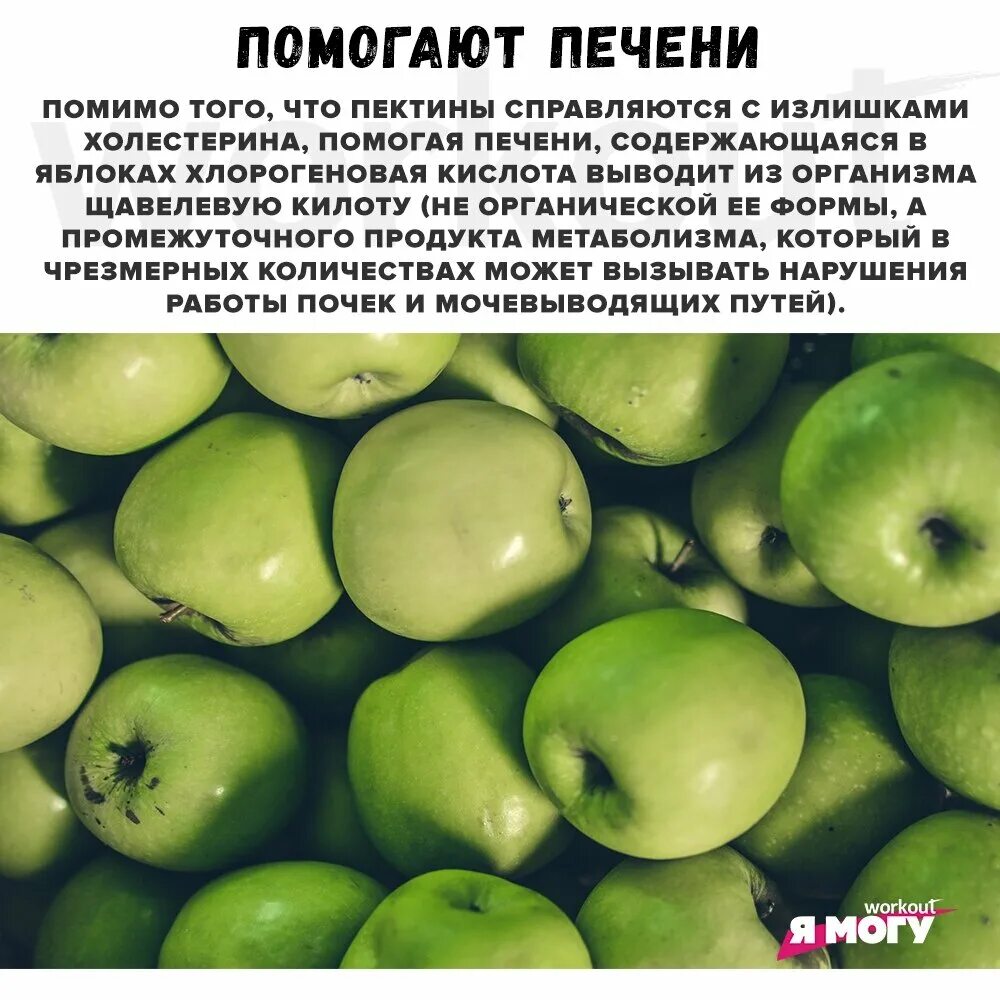 Жило было яблоко. Яблоки. Яблоки зеленые. Огромное зеленое яблоко. Темно зеленое яблоко сорта.