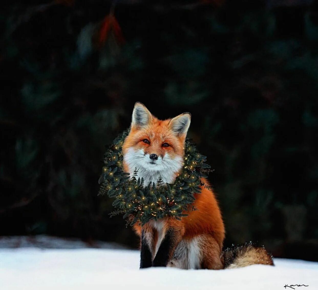 Иван кислов лисы. Год лисы фото. Лисы зимой. Год лисы фото. Лиса обои.