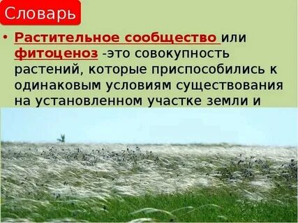 Понятие растение является