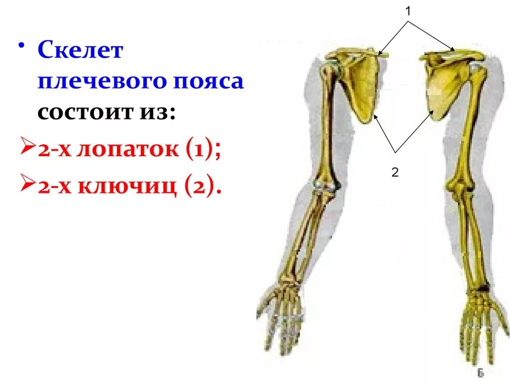 Скелет верхних конечностей скелет плечевого пояса. Скелет плечевого пояса состоит. Скелет верхней конечности. Плечевой пояс и скелет верхних конечностей. Скелет верхней конечности лопатка.