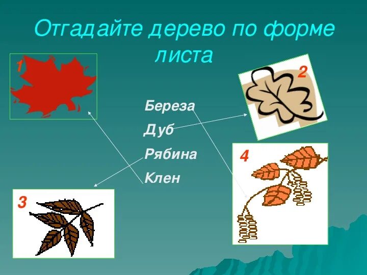 Листья дуба клена рябины. Береза дуб клен рябина. Листья клена рябины дуба березы. Береза клен рябина. Рябина и дуб.