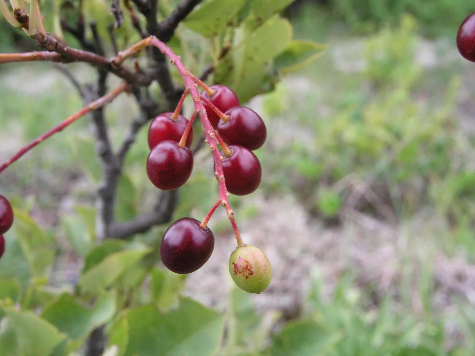 Вишня Песчаная бессея. Prunus pumila вишня Песчаная,. Степная вишня бессея. Песчаная вишня бессея сорта.