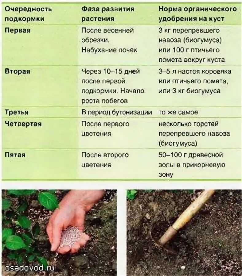 Какие удобрения вносить под зиму под розы. Таблица удобрений для дачника. таблица весенней подкормки плодовых деревьев. подкормка растений таблица. какие удобрения вносить при посадке.