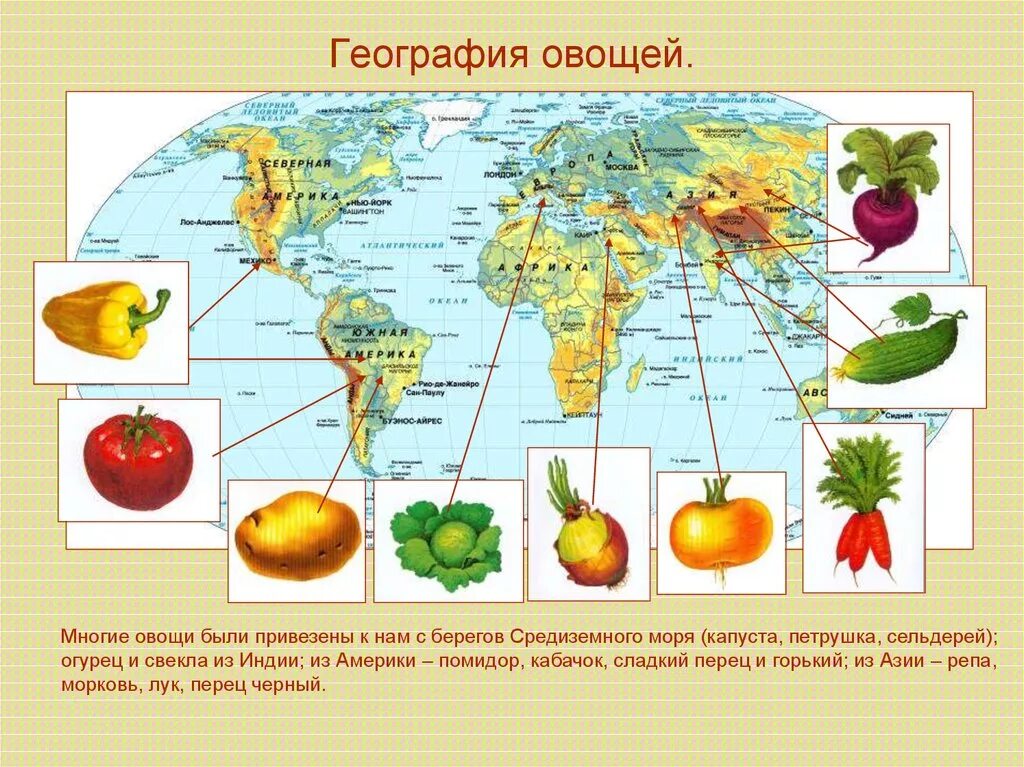 В каких странах растут фрукты. География овощей. География овощей и фруктов. Карта происхождения овощей. Происхождение овощей и фруктов.