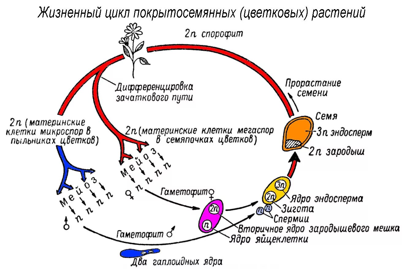 Спорофит гаплоидная стадия цикла гаметофит