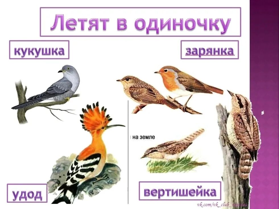 Перелетные птицы. Кукушка Перелетная птица или зимующая птица. Удод Перелетная или зимующая. Удод Перелетная птица.