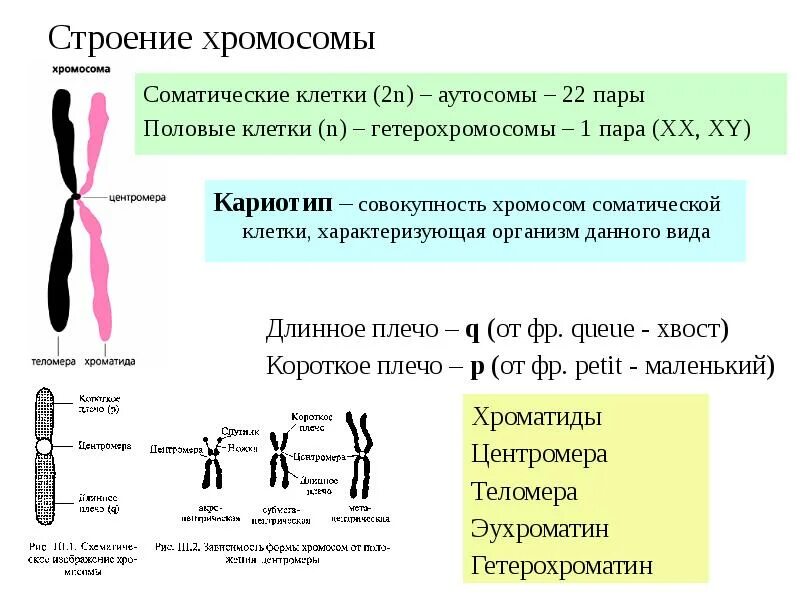 Структура и строение хромосом. Хромосомы строение форма состав. Строение и функции хромосом набор хромосом. Схема строения хромосомы. Совокупность хромосом называется