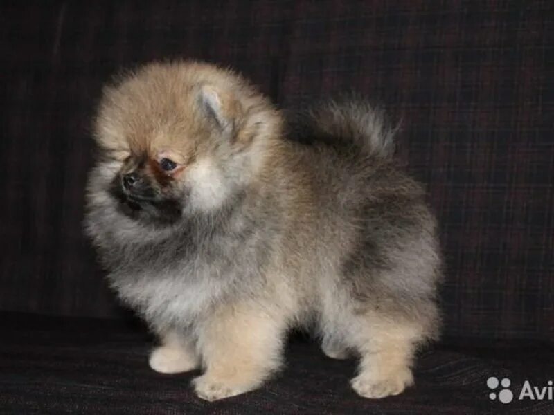 йошкар-ола собака. хаски йошкар ола. авито йошкар ола собаки. отдам в добрые руки щенков комнатных пород. собака йошкар терьер.