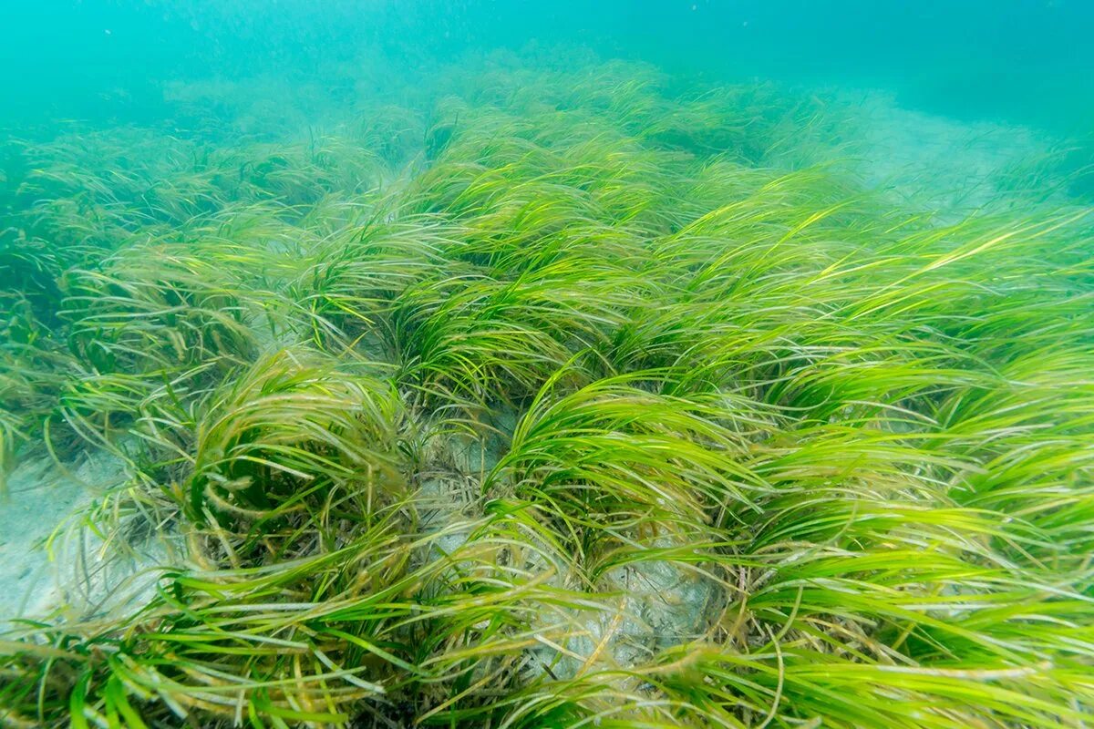 Зостера взморник. Посидония водоросль. Аскофиллум водоросль. Водоросли Тихого океана.