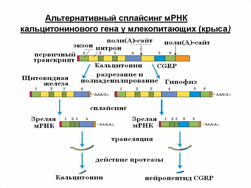 Пр е и ход. Альтернативный сплайсинг Гена кальцитонина. Альтернативный сплайсинг РНК. Сплайсинг МРНК эукариот. Альтернативный сплайсинг пре-МРНК характеризуется.