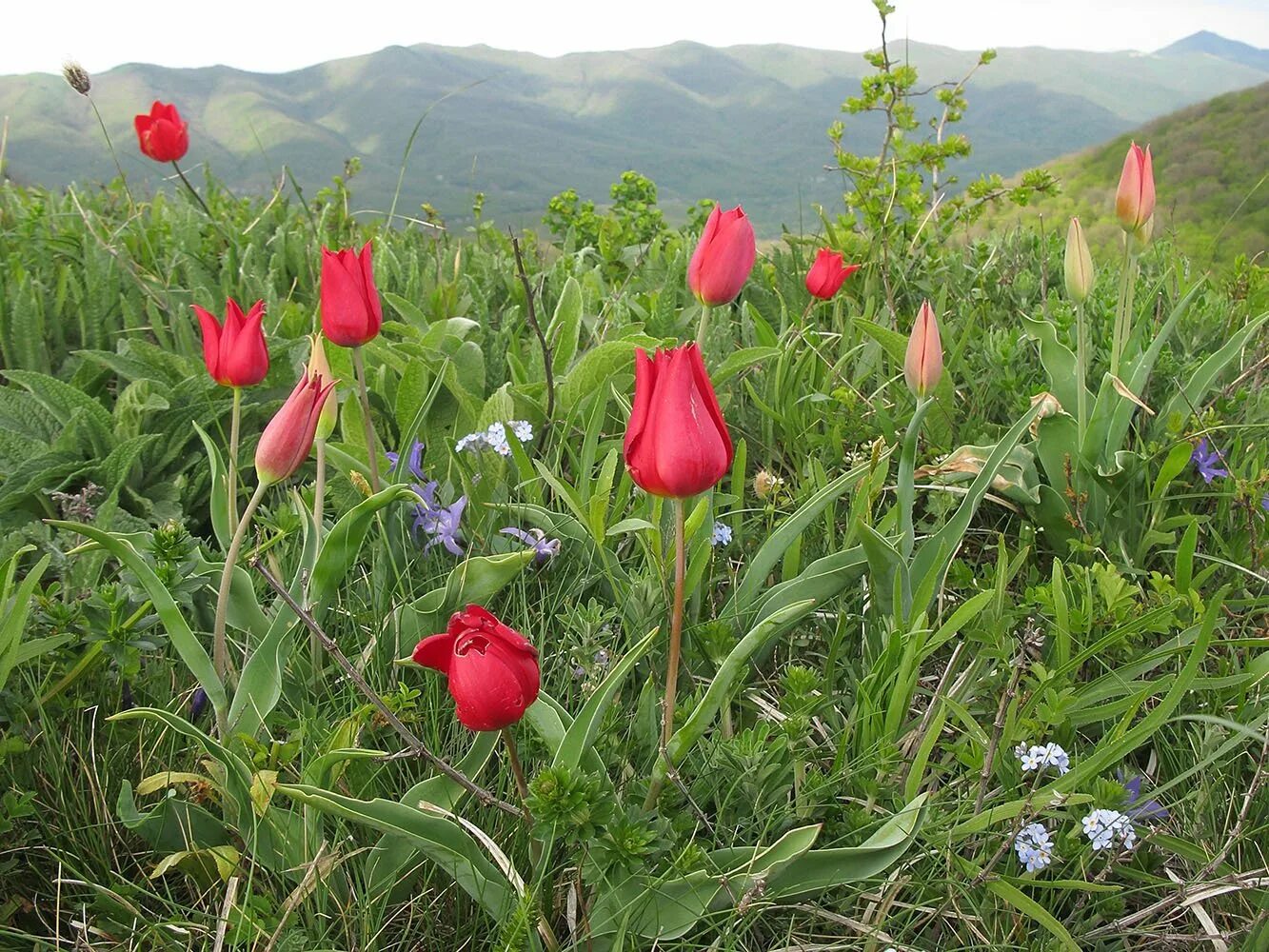 Лагонаки , дикий тюльпан. Растения степей Кубани. Тюльпан саами. Степная растительность Краснодарского края.