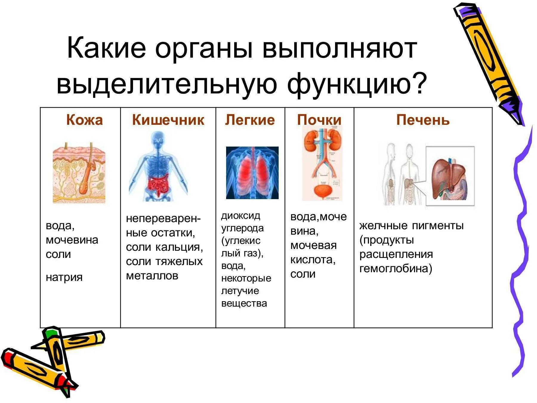 Какие системы органов выполняют выделительную функцию