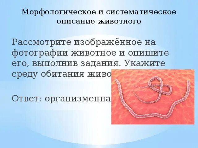 Морфологическое и систематическое описание животного. Организменная среда обитания животные. Приспособления аскариды к организменной среде. Приспособления аскариды к организменной среде обитания. Тип симметрии животного впр