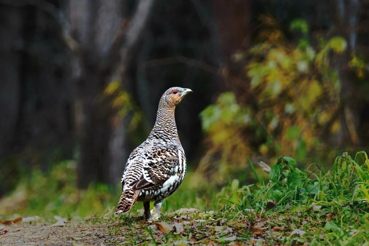 Глухарка самка. Глухарь (tetrao urogallus). чернобрюхий глухарь. глухарь и капалуха. глухарь птица самка.
