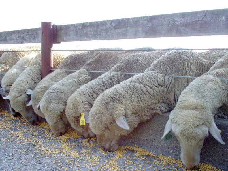 Откорм ягнят. Откорм овец. Комбикорм для Баранов. Корма для овец. Откармливание овец.