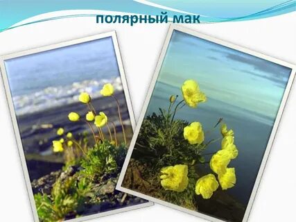 Полярный мак сообщение 4 класс