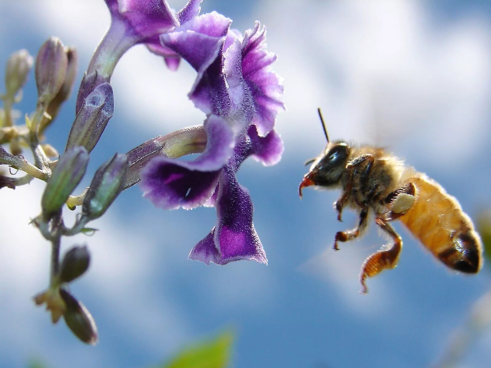Собирает нектар и пыльцу. Медоносная пчела. Пчелы медоносные насекомые. Пчела на цветке. Пчелки на цветах.