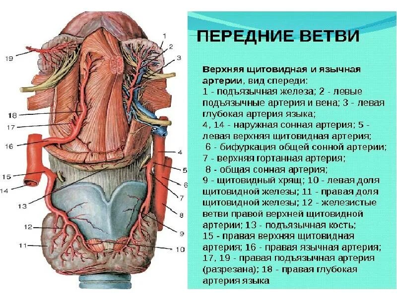 Верхняя щитовидная ветвь. Кровоснабжение щитовидной железы венозный отток. Ветви верхней щитовидной артерии анатомия. Кровоснабжение щитовидной железы анатомия. Верхняя щитовидная ветвь.